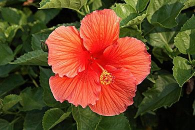 SFC经典恐怖游戏复活《钟楼复刻版》明年发售